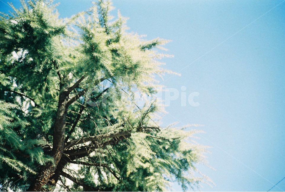 나무,하늘,tree,sky,파스텔,봄,식물,자연,plants,nature,나무,trees,wood,감성,sensible,feeling