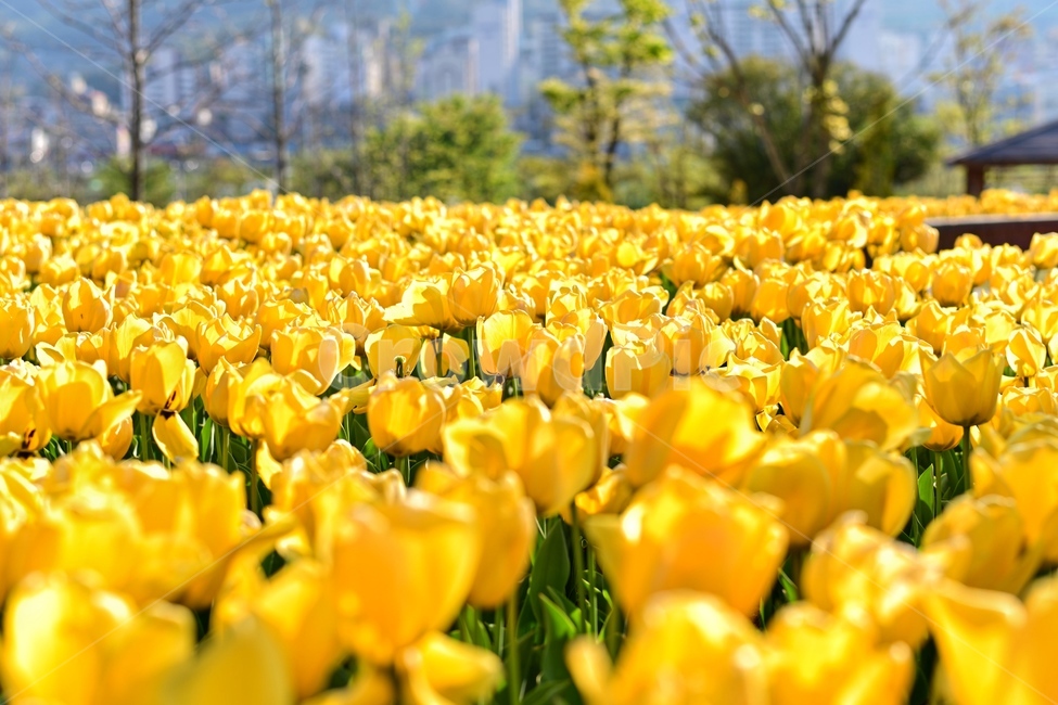 꽃,튤립,노란색,공원,flower,감성,자연,풍경,nature,landscape,한국자연풍경,한국자연경관,korea nature landscape,식물,plants,꽃,flower,plant