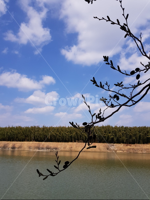 태화강,십리대밭,봄빛,봄,하늘,물빛,풍경,봄,계절,spring,season,식물,자연,plants,nature,outdoors,옥외,water,물