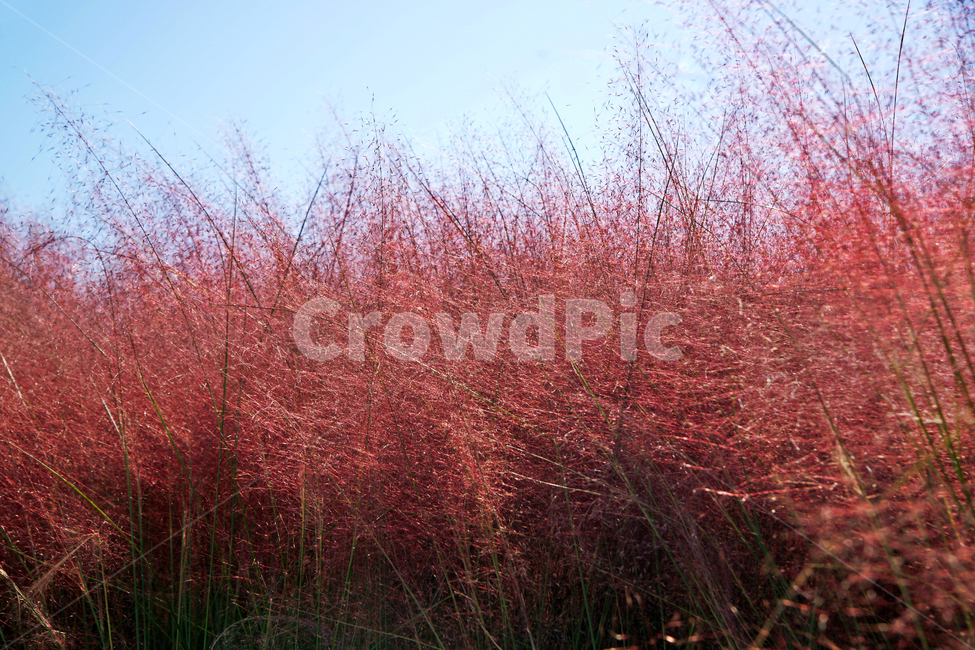 핑크뮬리,pinkmuhly,쥐꼬리새류,여러해살이풀,분홍억새,헤어리온뮬리,걸프뮬리,정원식물,가을,계절,fall,autumn,season,grass,잔디,plant,식물,tree,나무