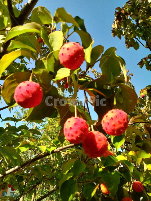 식물,열매,과일,나무,산딸나무,붉은열매,fruit,plant,과일,열매,fruit