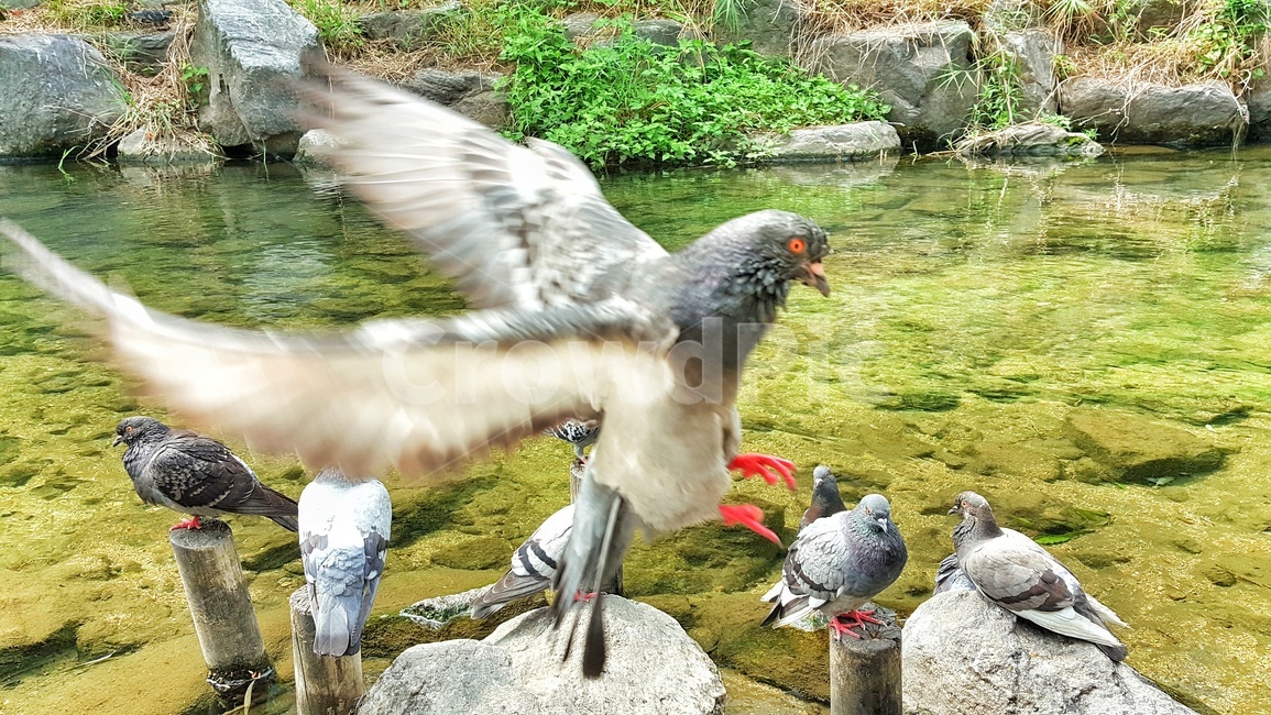 비들기,물,바위,돌,초록,식물,시냇물,새,조류,동물,하천,강,자연,생태,bird,animal,river,nature,water,birds,dove,pigeon