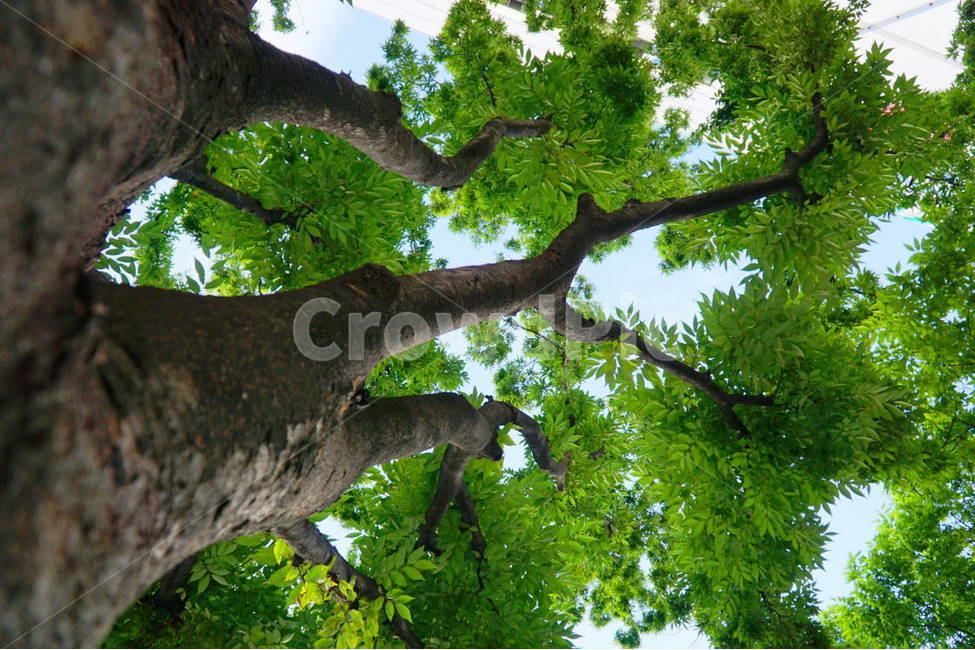나무,식물,초록,숲,성장,나뭇가지,wood,tree,식물,자연,plants,nature,나무,trees,wood