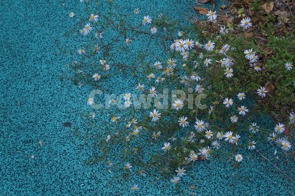 쑥뷰쟝아,가을꽃,국화과,연보라색꽃,야생화,개쑥부쟁이,식물,자연,plants,nature,꽃,flower