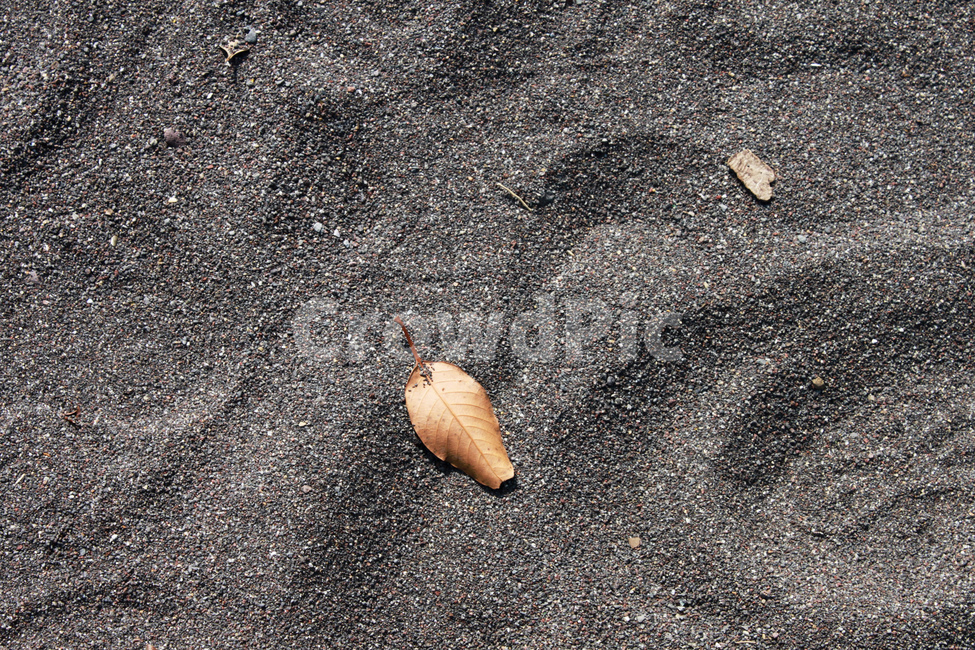 해변,모래,낙엽,beach,sand