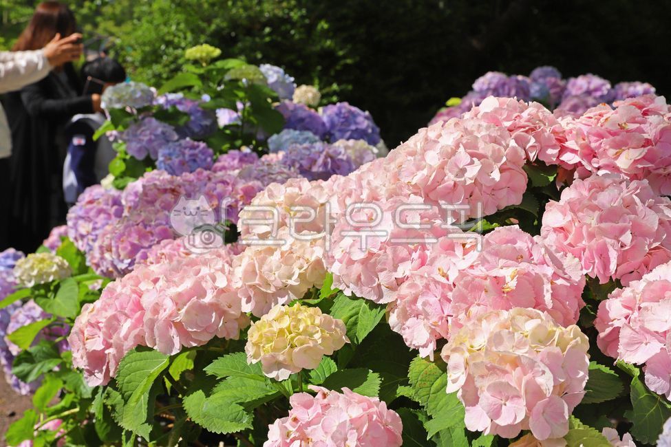hydrangea flower,Jeju,nature,Hydrangea Festival,jeju island,hydrangea,flower garden,Jeju Island Hydrangea,hydrangea field,flower,Huary,plant,Huary Hydrangea