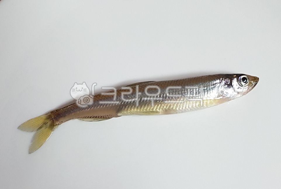빙어,민물고기,빙어낚시,겨울낚시,빙어튀김,겨울,얼음낚시