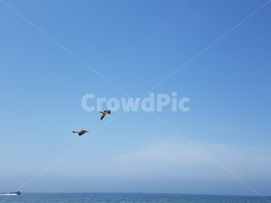 하늘,바다,해변,파도,갈매기,동물,animal,조류,새,birds