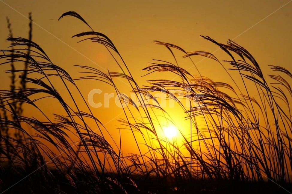 가을,억새,식물,자연,일몰,석양,감성,서정,fall,바람,풍경,nature,autumn,태양,계절,season,가을,계절,fall,autumn,season,자연,풍경,nature,landscape,grass,잔디,plant