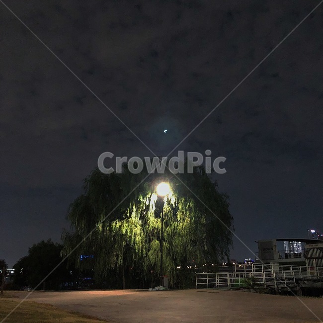 밤,야경,나무,공원,여름밤,가로등,버드나무,달,한강공원,tree,night,nightview,summer,야경,밤,풍경,nightscape,night,landscape,nature,자연,outdoors,옥외