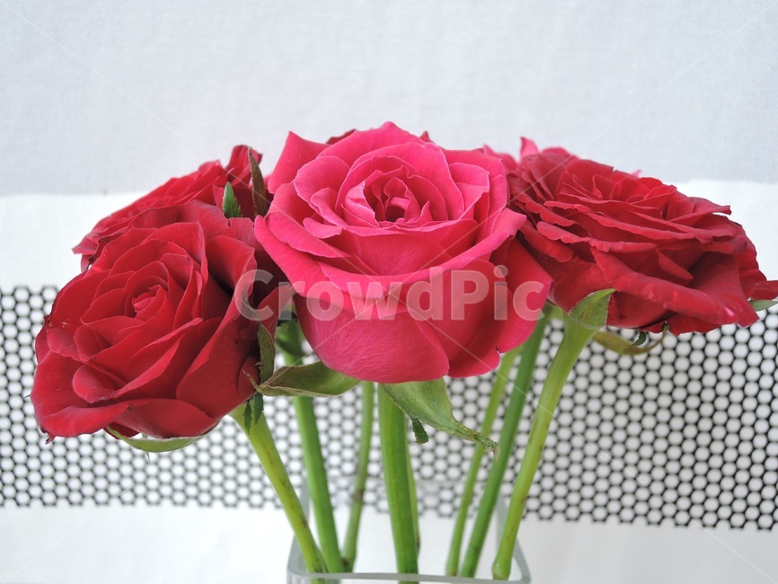 장미,장미꽃,꽃,빨간장미,plant,식물,blossom,flower,rose,꽃꽂이,봄,봄꽃,spring