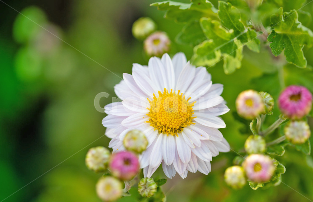 꽃,flower,가을,국화향기,배경화면,식물,자연,plants,nature,꽃,flower