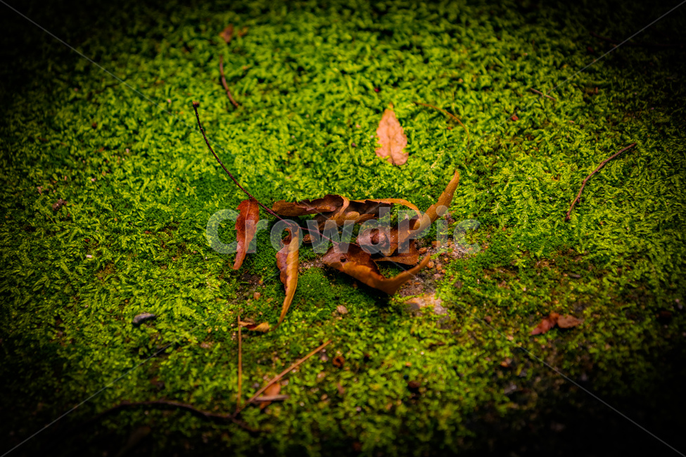 나뭇잎,잎,감성,초록,자연,낙엽,산,색감,식물,자연,plants,nature