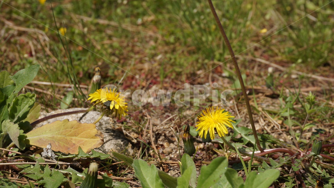 식물,flower,꽃,plant,민들레