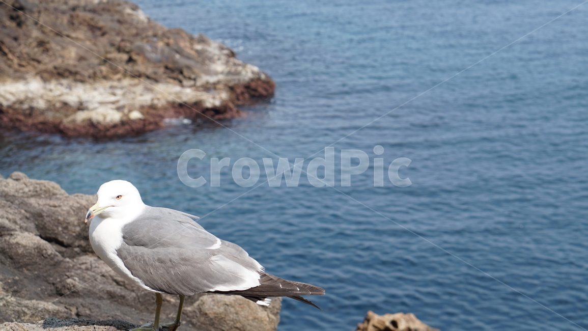 울릉도,독도,animal,동물,bird,새,seagull,갈매기,바다,해변,감성,조류,새,birds