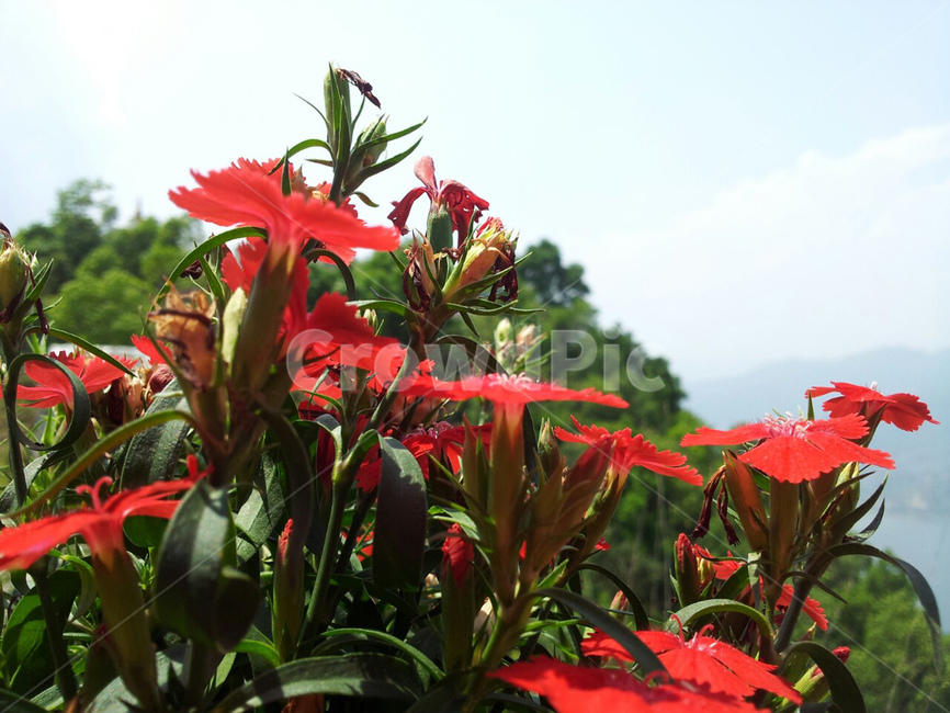 패랭이꽃,패랭이,빨간꽃,붉은꽃,풍경,식물,자연,plants,nature,꽃,flower