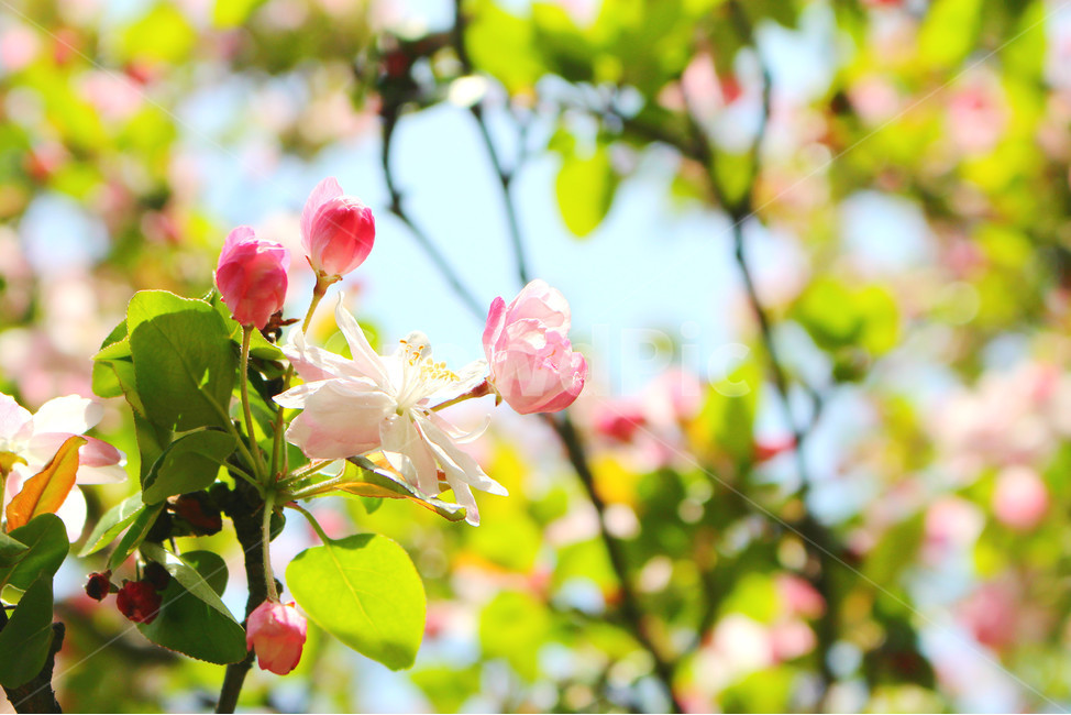 감성사진,봄,꽃,풍경,자연,flower,pink,white,light,빛,색감,하늘,sky,spring,봄,계절,spring,season,식물,자연,plants,nature,꽃,flower,plant