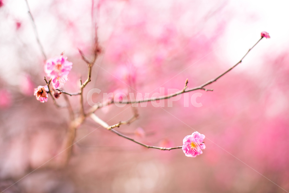 홍매화,한국,꽃,감성,봄,핑크,분홍,매화나무,봄,계절,spring,season,식물,자연,plants,nature,꽃,flower,plant,blossom