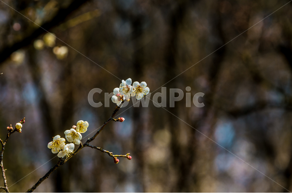 봄,꽃봉오리,감성,꽃,벚꽃,봄,계절,spring,season,식물,자연,plants,nature,꽃,flower,plant