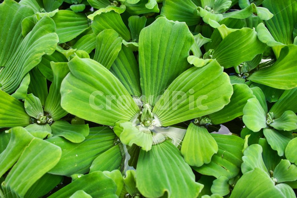 물상추,수생식물,꽃,green,leaf,plant,leaves,environment,flowers,식물,자연,plants,nature