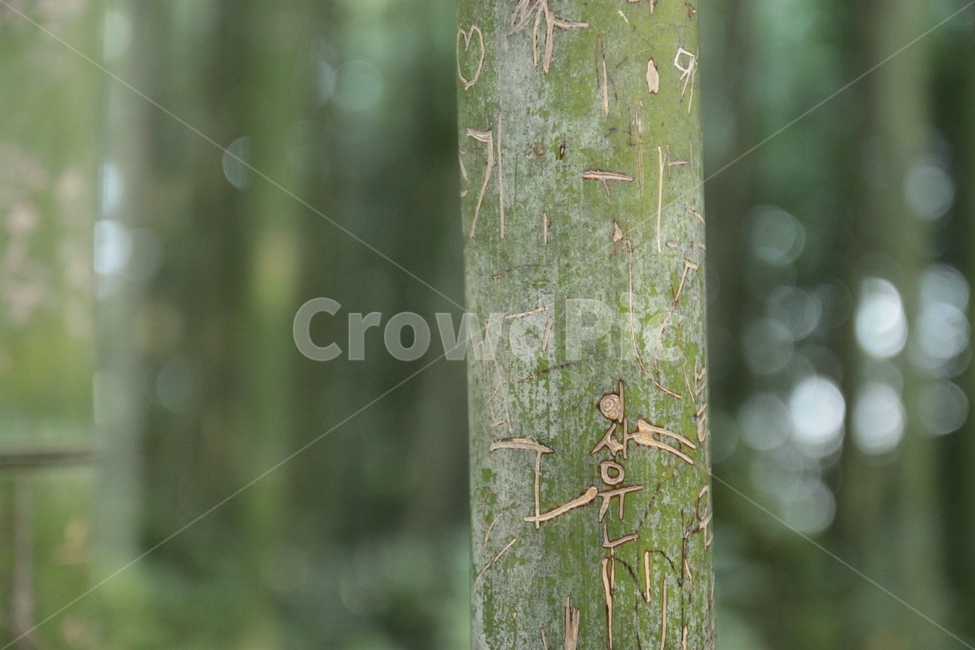 대나무,bamboo,나무,숲,대나무숲,식물,자연,plants,nature,나무,trees,wood