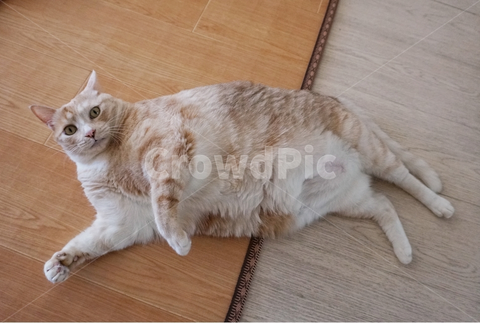 동물,고양이,냐옹이,코리안숏헤어,코숏,동물,animal,포유류,mammal,고양이,cat,kitten,kitty