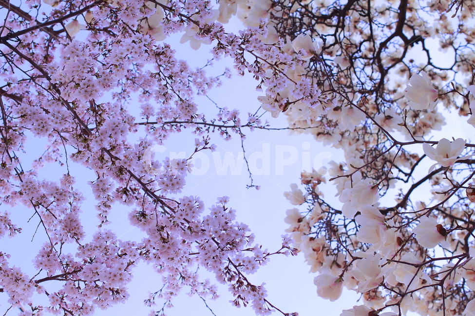 봄,봄풍경,벚꽃,자연,꽃,목련,봄,계절,spring,season,plant,식물,blossom,flower