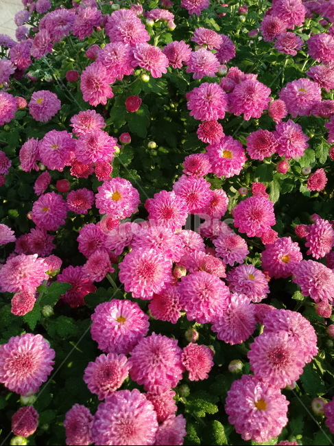 국화,꽃,plant,식물,flower,다년생초본식물,오상고절,관상식물,소국,식물,자연,plants,nature,꽃,flower