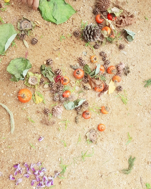 자연물,자연,꽃,나뭇잎,솔방울,숲,열매,풀,가을,계절,fall,autumn,season,ground,바닥