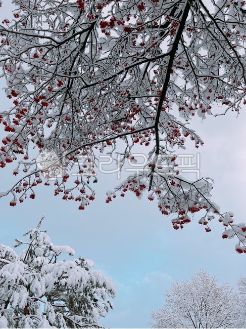 겨울풍경,겨울나무,겨울열매,붉은열매,눈내린나무,눈과나무,눈과열매