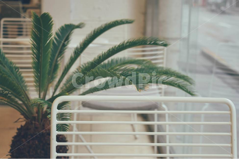 카페,white,인테리어,의자,야자수,cafe,interior,공간,coffee,감성,sensible,feeling,인테리어,실내디자인,interior design