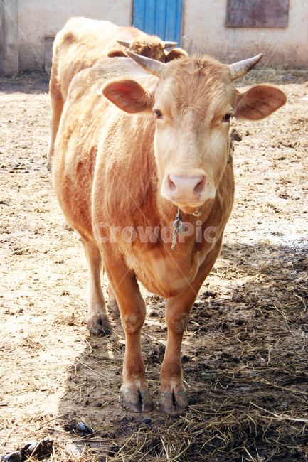 소,한우,황소,한우농장,한우사육,동물,animal,포유류,mammal
