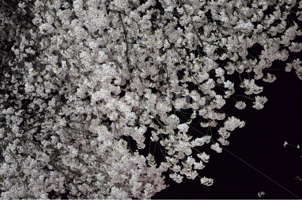 봄,spring,벚꽃,밤,야경,벚꽃나무,벚꽃잎,봄,계절,spring,season,식물,자연,plants,nature,꽃,flower,plant,blossom,cherry blossom