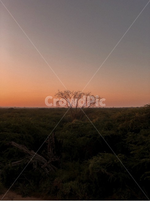 bagan,myanmar,moon,sky,sunrise,sunset,temple,pagoda,burmese,바간,미얀마,하늘,석양,노을,일출,달,자연,nature,landscape,landscapes,나무,tree