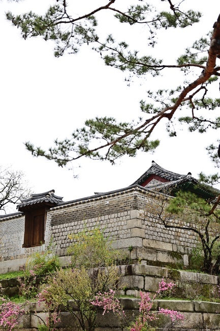 한옥,궁,koreanstylehouse,eaves,palace,소나무,기와집,pinetree,한국전통,한국문화,korean traditional,korean culture,건축물,건물외관,exterior,building,structure,architecture,construction