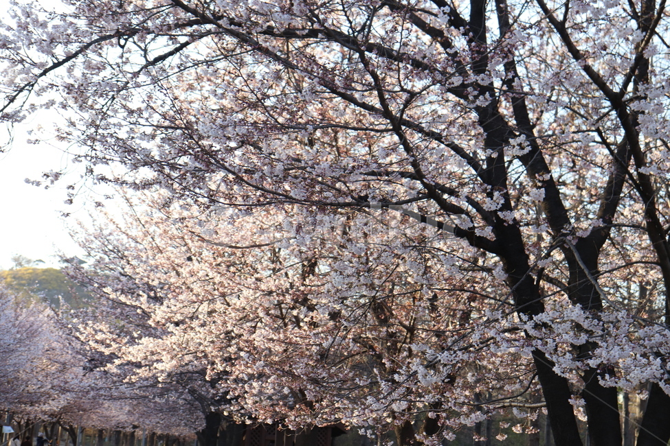 plant,식물,flower,blossom,꽃,봄,spring,벚꽃