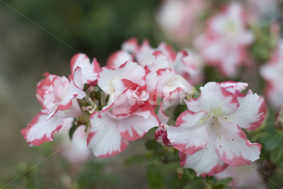 꽃,flower,흰색꽃,식물,white,접사,식물,자연,plants,nature,꽃,flower