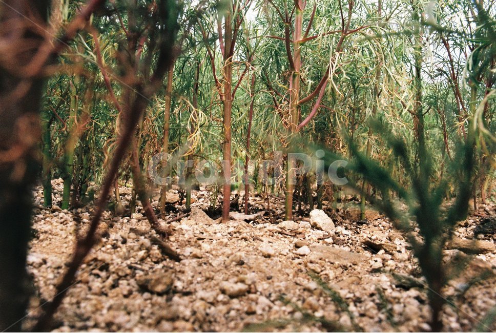 숲,숲속,자연,힐링,밀림,필름사진,식물,자연,plants,nature
