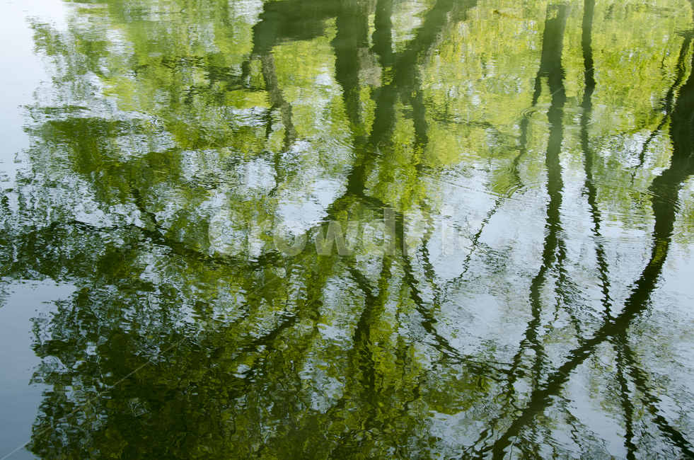 나무그림자,반영反影,나무,tree,reflextion,초록,자연,풍경,nature,landscape,land,땅,outdoors,옥외,water,물,swamp,늪,marsh,습지,bog,변소