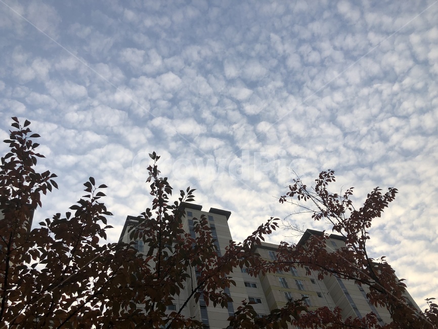 나무,동네,구름,여유,하늘,자연,풍경,nature,landscape,outdoors,옥외,weather,날씨