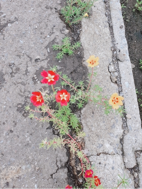 ground,바닥,plant,식물,꽃