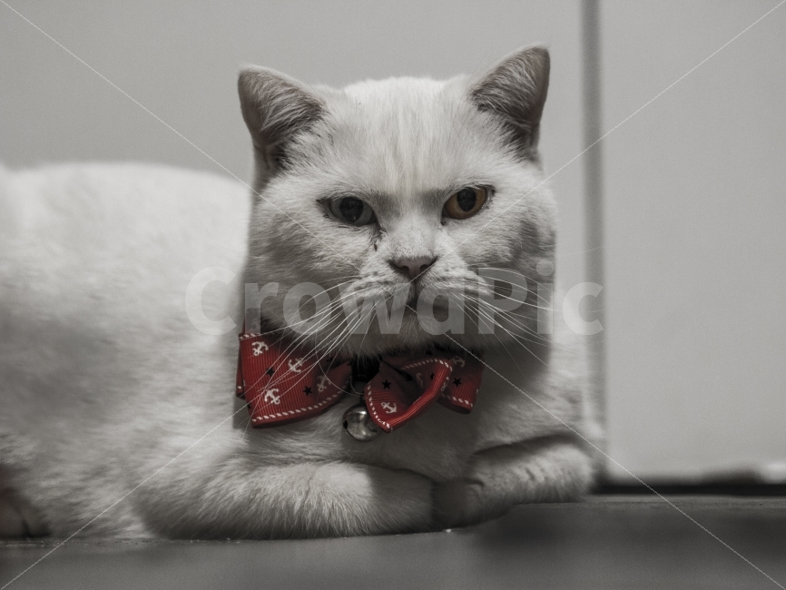 고양이,시크,chic,조커,흑백,동물,animal,포유류,mammal,고양이,cat,kitten,kitty