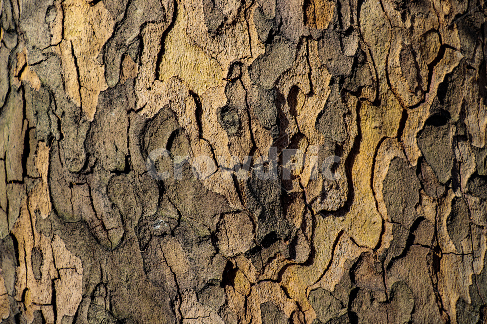 나무,tree,나무껍질,자연,nature,나무줄기,식물,plant,바닥,treetrunk,봄,갈색,색상,가을,계절