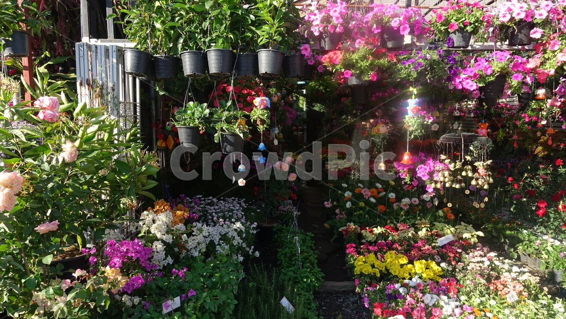 plant,식물,꽃집,flower,flowershop