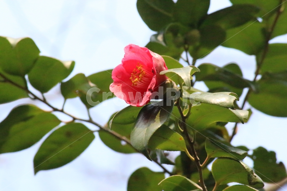 동백,겨울,오동도꽃,자연,겨울꽃,식물,자연,plants,nature,꽃,flower