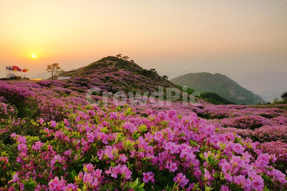 황매산,철쭉,합천,일출,풍경,봄,계절,spring,season,자연,풍경,nature,landscape,한국자연풍경,한국자연경관,korea nature landscape,outdoors,옥외