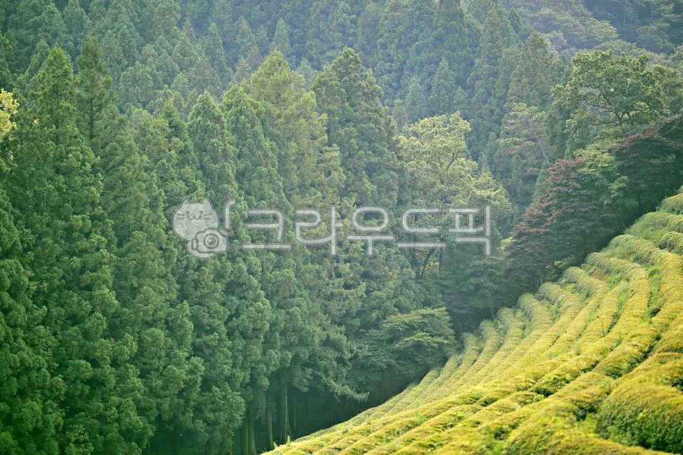 녹차밭,농장,대한다원,자연풍경,아름다움,새싹,잎사귀,자연,옥외,필드,나무,능선,경사,tree,vegetation,slope,nature,outdoors,woodland,전나무