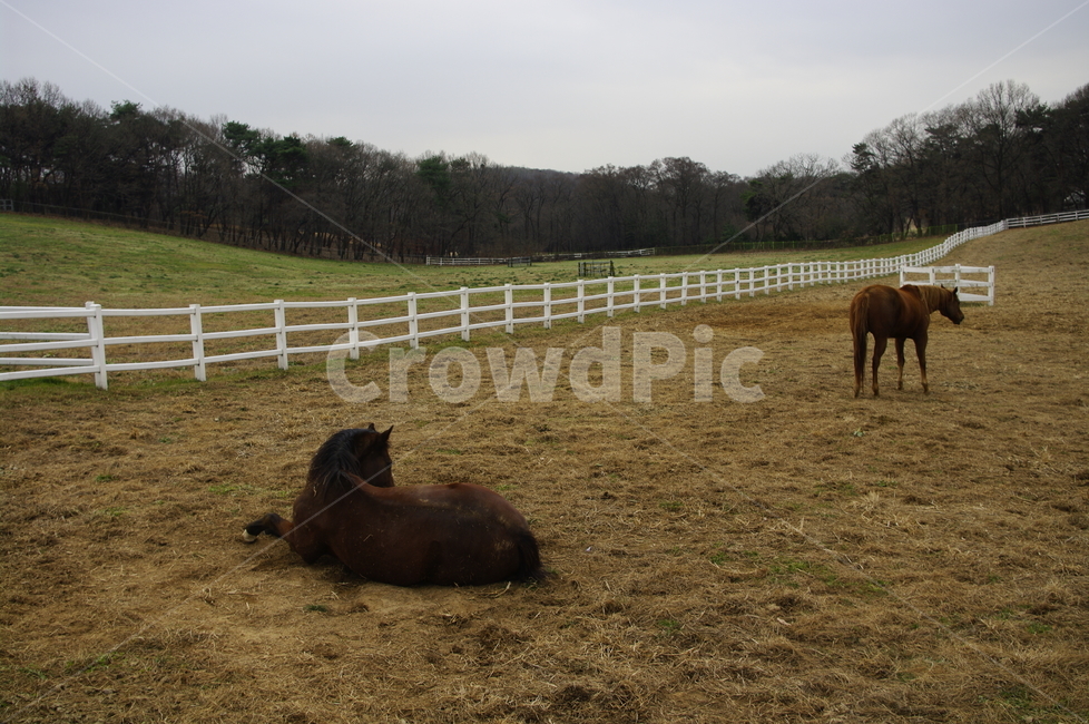 목장,말,말목장,종마,동물,동물,animal,포유류,mammal,산업,industry,industrial,목축업,목장,livestock farming,ranching,pasture