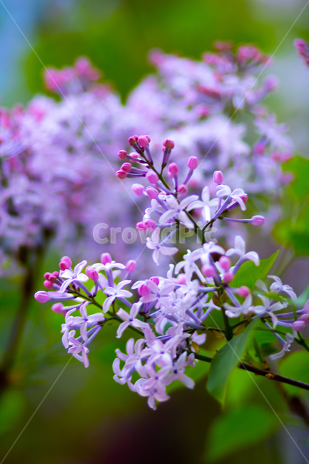 라일락,꽃,flower,blossom,봄,plant,식물
