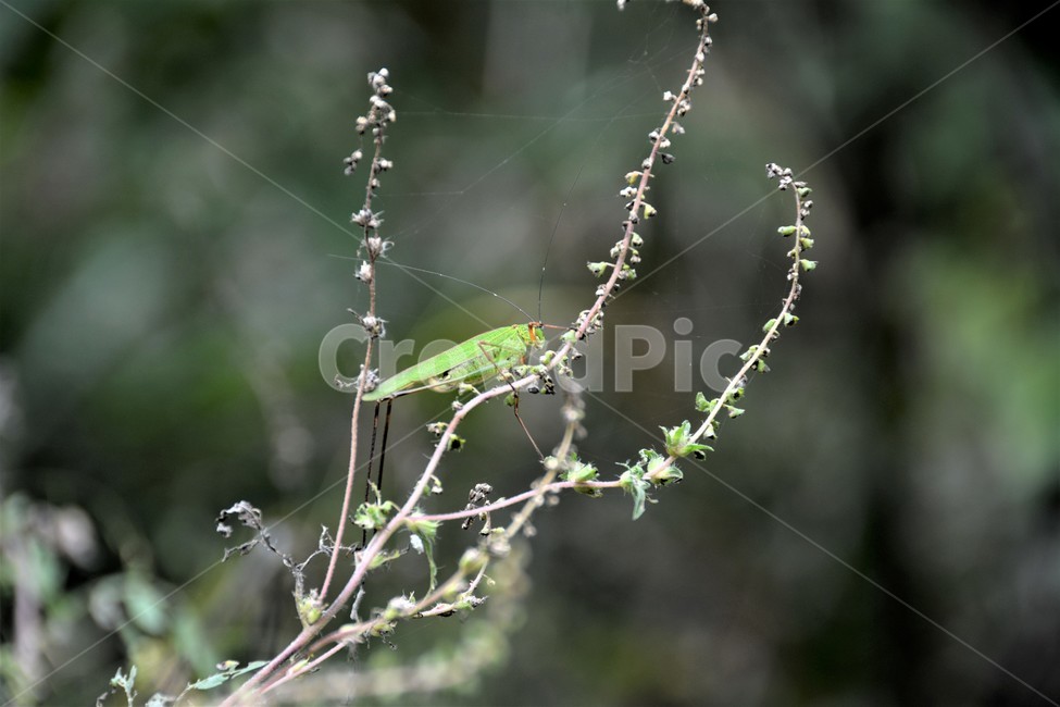 여치,자연,곤충,식물,나뭇가지,식물,자연,plants,nature,꽃,flower,동물,animal,곤충,벌레,insect,bug